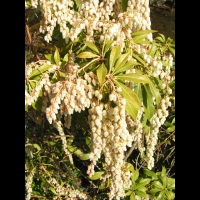 Pieris Taiwanensis (fam Ericacees) (Formose, Japon) (03)